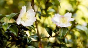 Two white flowers blooming on a bush