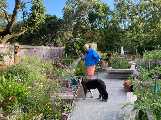 A Spring Lake Village resident, accompanied by his dog, waters flowers in the garden.