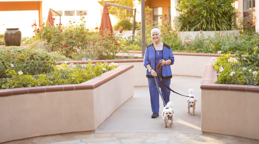 a senior walking her dogs