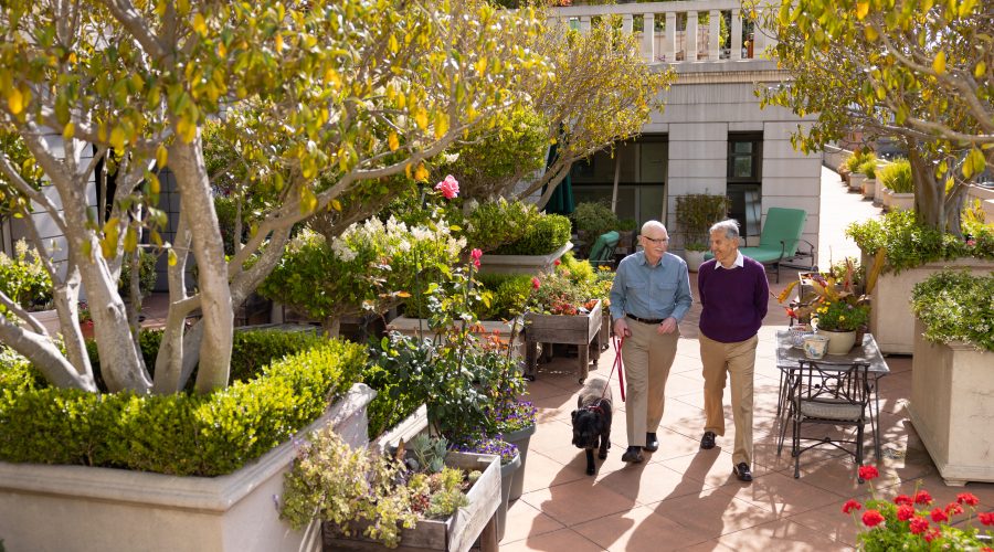 an elderly couple walking a small dog